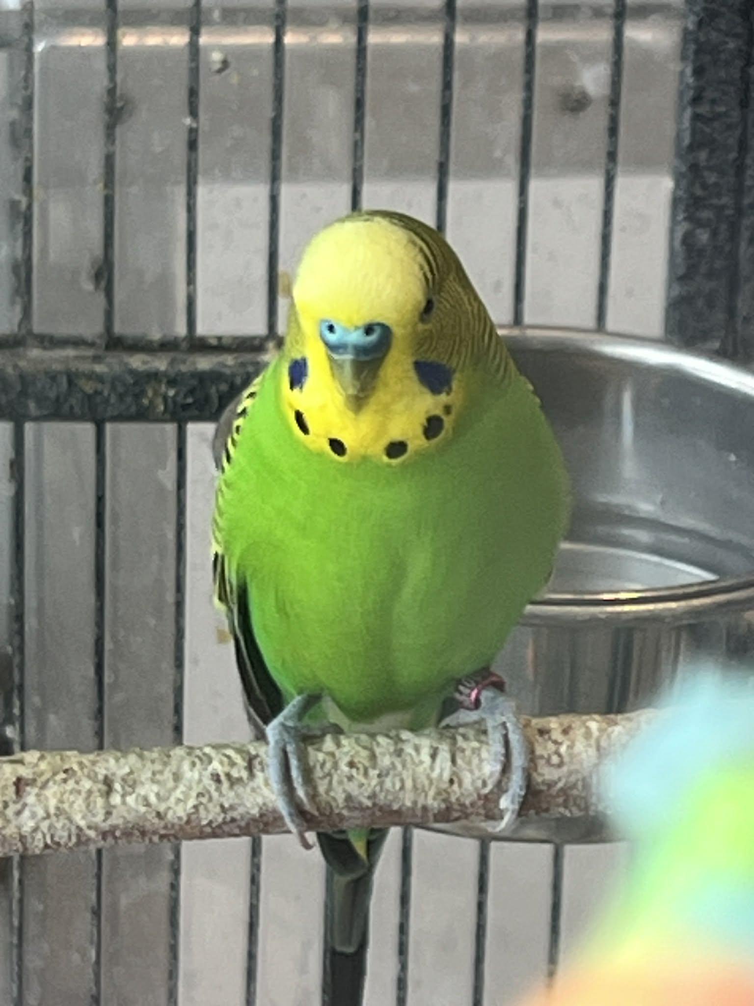 Enlarge  Batman is here to save the day!, a Adoptable Parakeet (Other) in Bedford Hills, NY image 5/5
