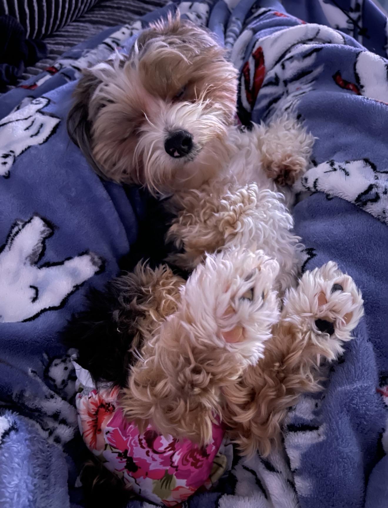 Ellie, Adoptable, Adult Female Yorkshire Terrier & Miniature Schnauzer.
