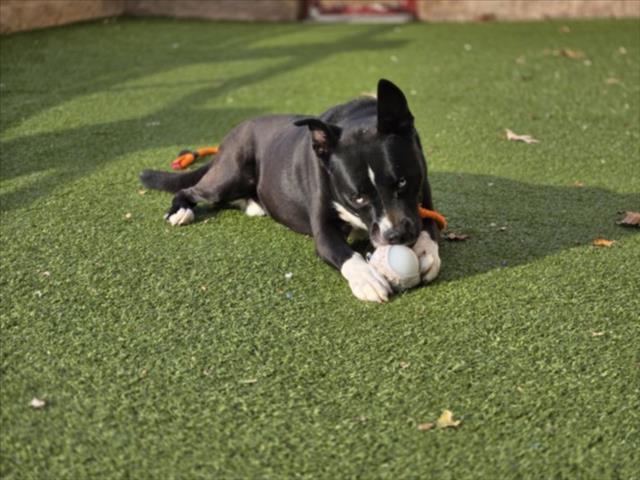 Enlarge ROCKY, a Adoptable mixed breed in Derwood, MD image 1/1