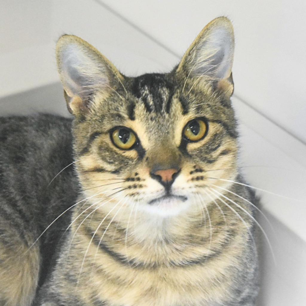 Ciba, Adoptable, Young Male Domestic Short Hair.