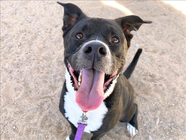 Enlarge THEO*, a Adoptable mixed breed in Tucson, AZ image 1/2