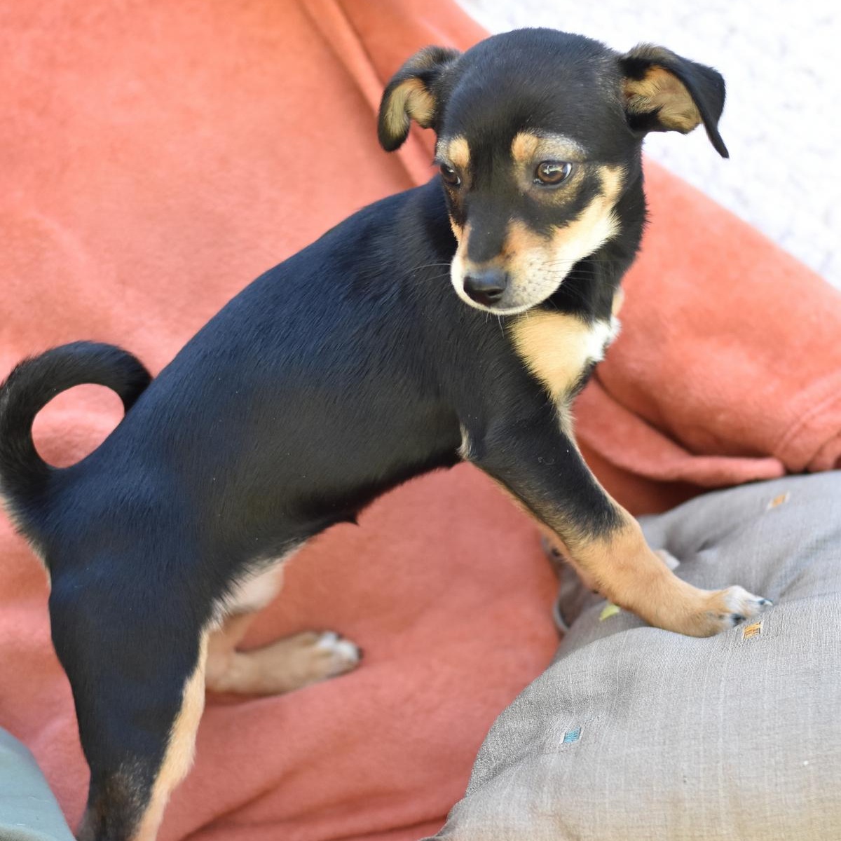 Enlarge Tinsley, an adopted mixed breed in Grapevine, TX image 6/6