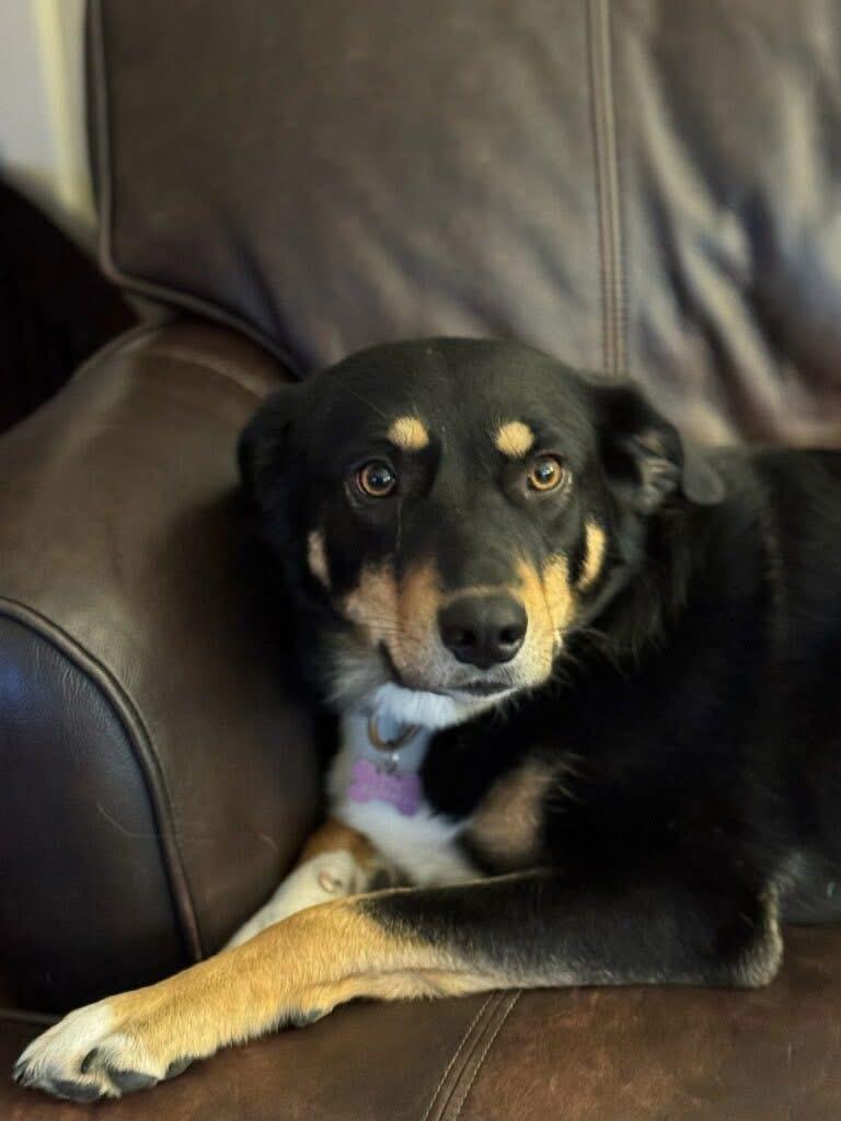 Enlarge Hope, a ADOPTABLE mixed breed in Louisville, KY image 3/3