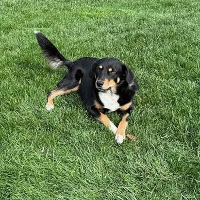 Hope, ADOPTABLE, Adult Female Mixed Breed.