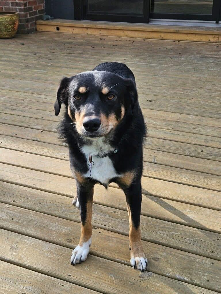 Enlarge Hope, a ADOPTABLE mixed breed in Louisville, KY image 2/3