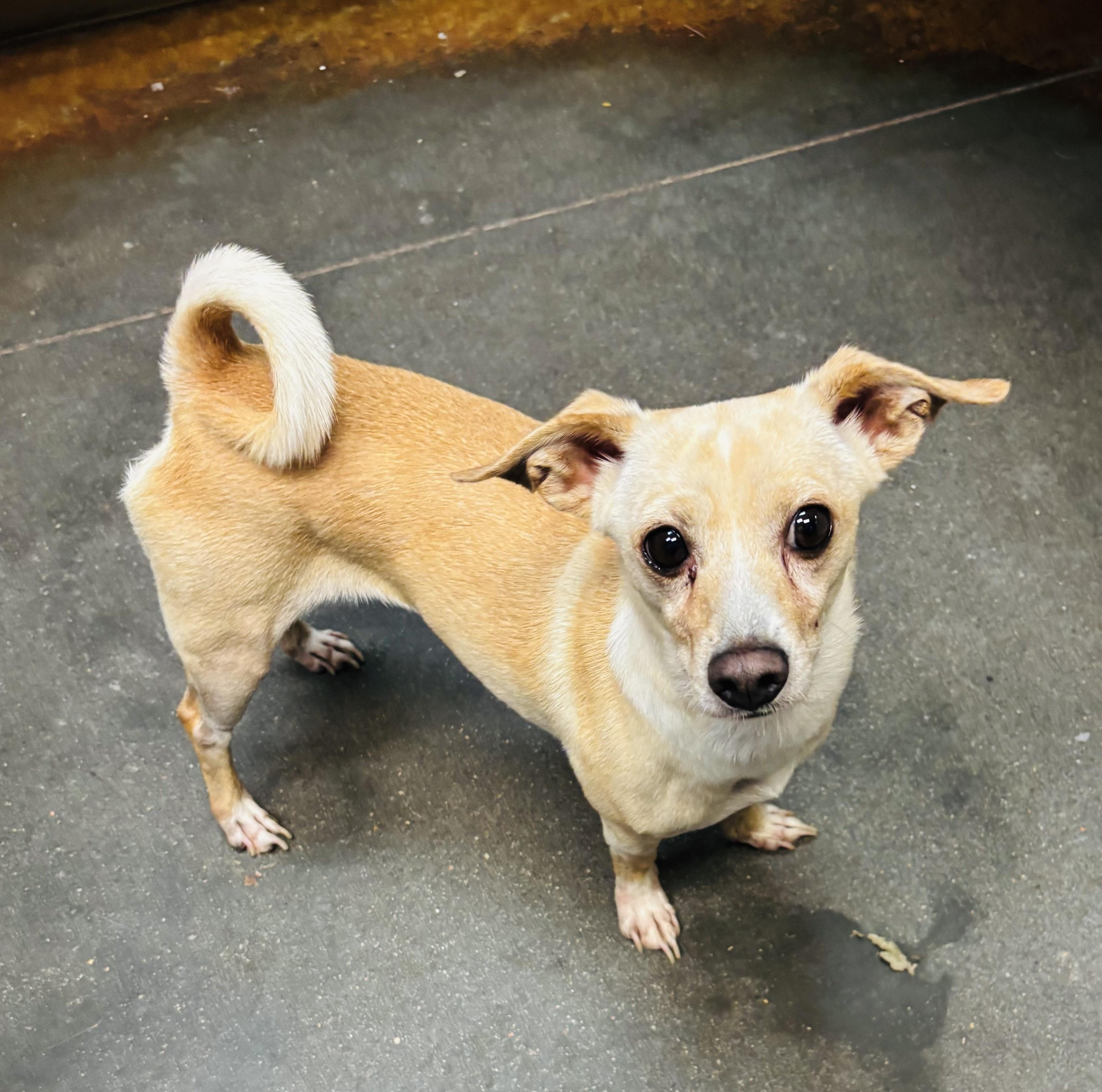 Selena, Adopted, Adult Female Chihuahua.