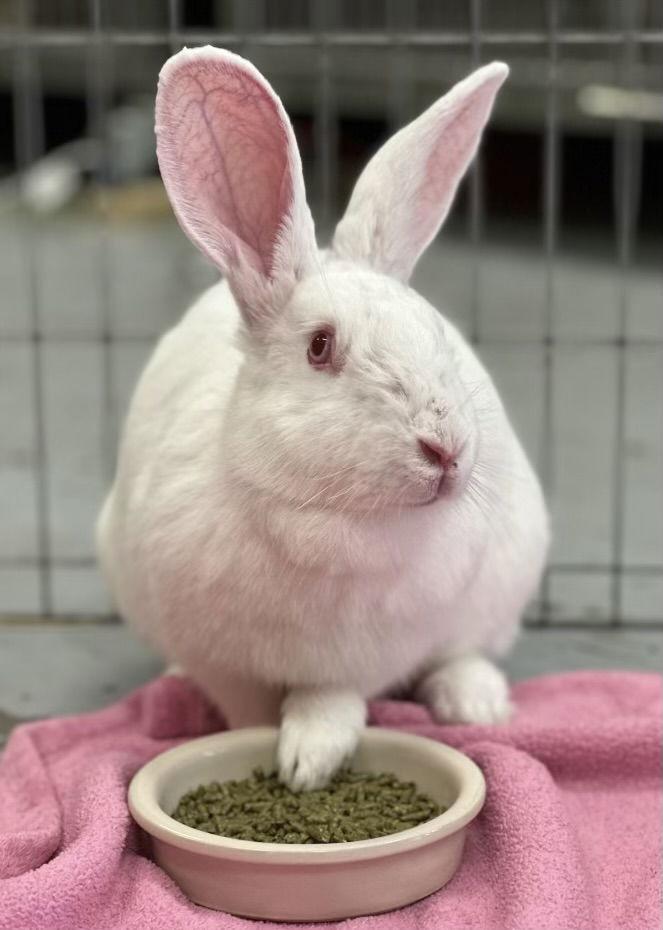 Magpie, Adoptable, Young Female New Zealand.