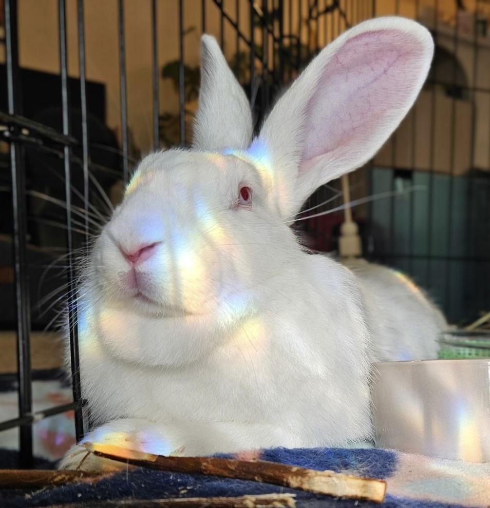 Enlarge Magpie, a Adoptable New Zealand in Oakland, CA image 2/3