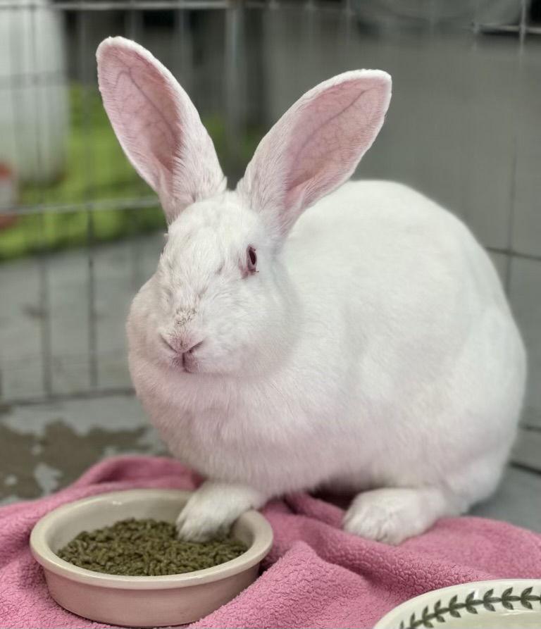 Enlarge Magpie, a Adoptable New Zealand in Oakland, CA image 3/3