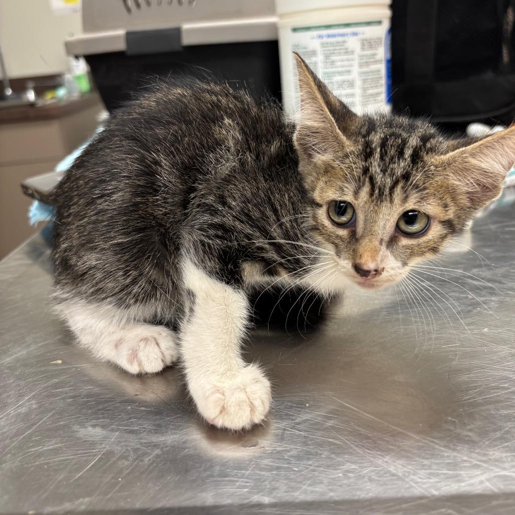 Enlarge Missy (C16), a Adoptable American Wirehair in Portland, TX image 1/1