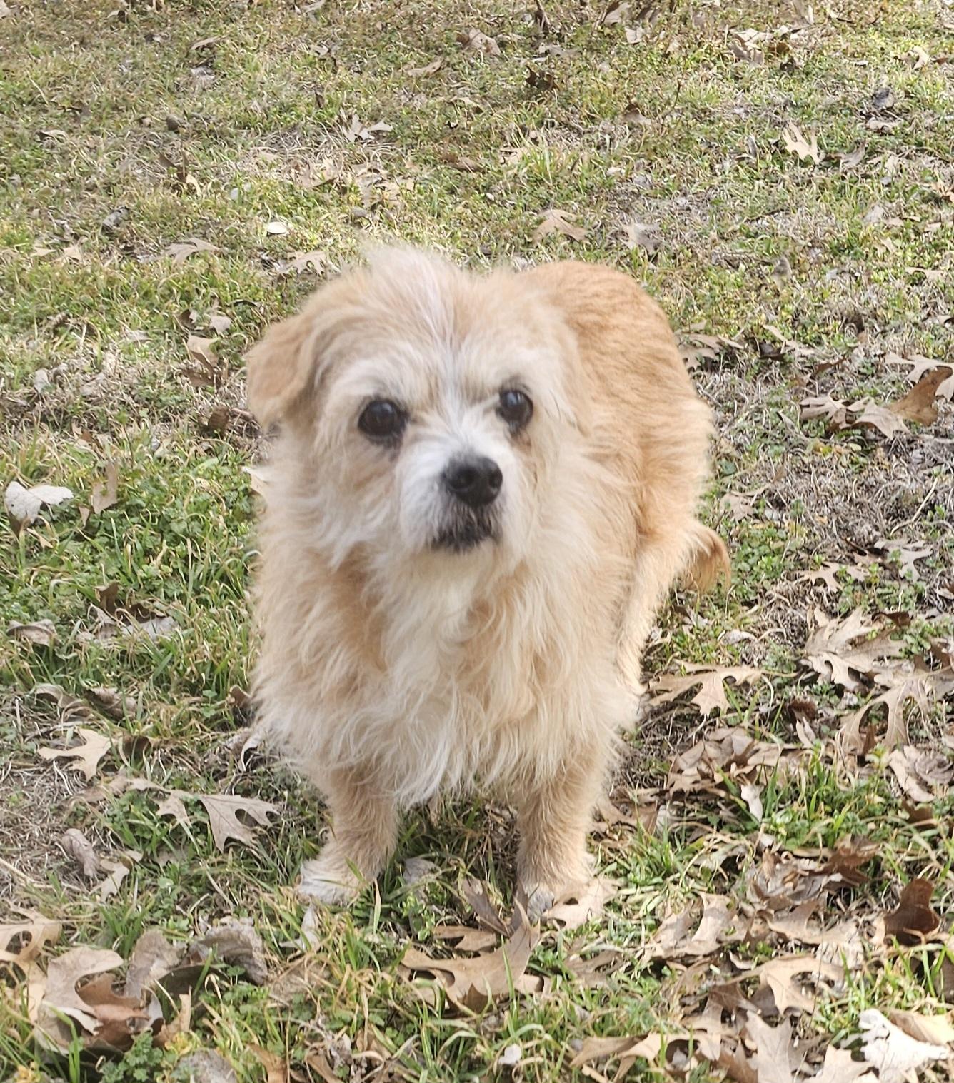 Maggie, a ADOPTABLE mixed breed in Dallas, TX image 5/5