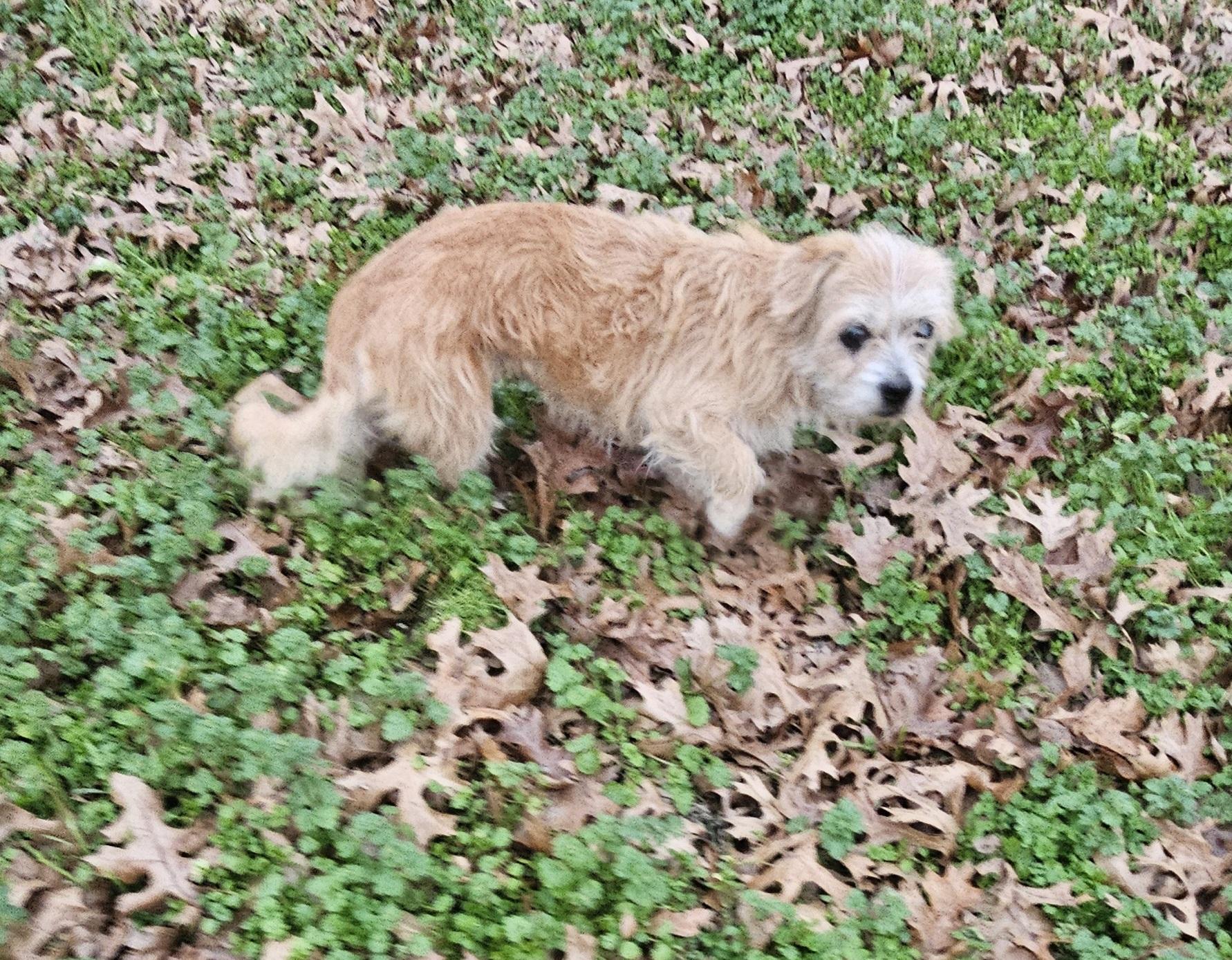 Maggie, a ADOPTABLE mixed breed in Dallas, TX image 4/5