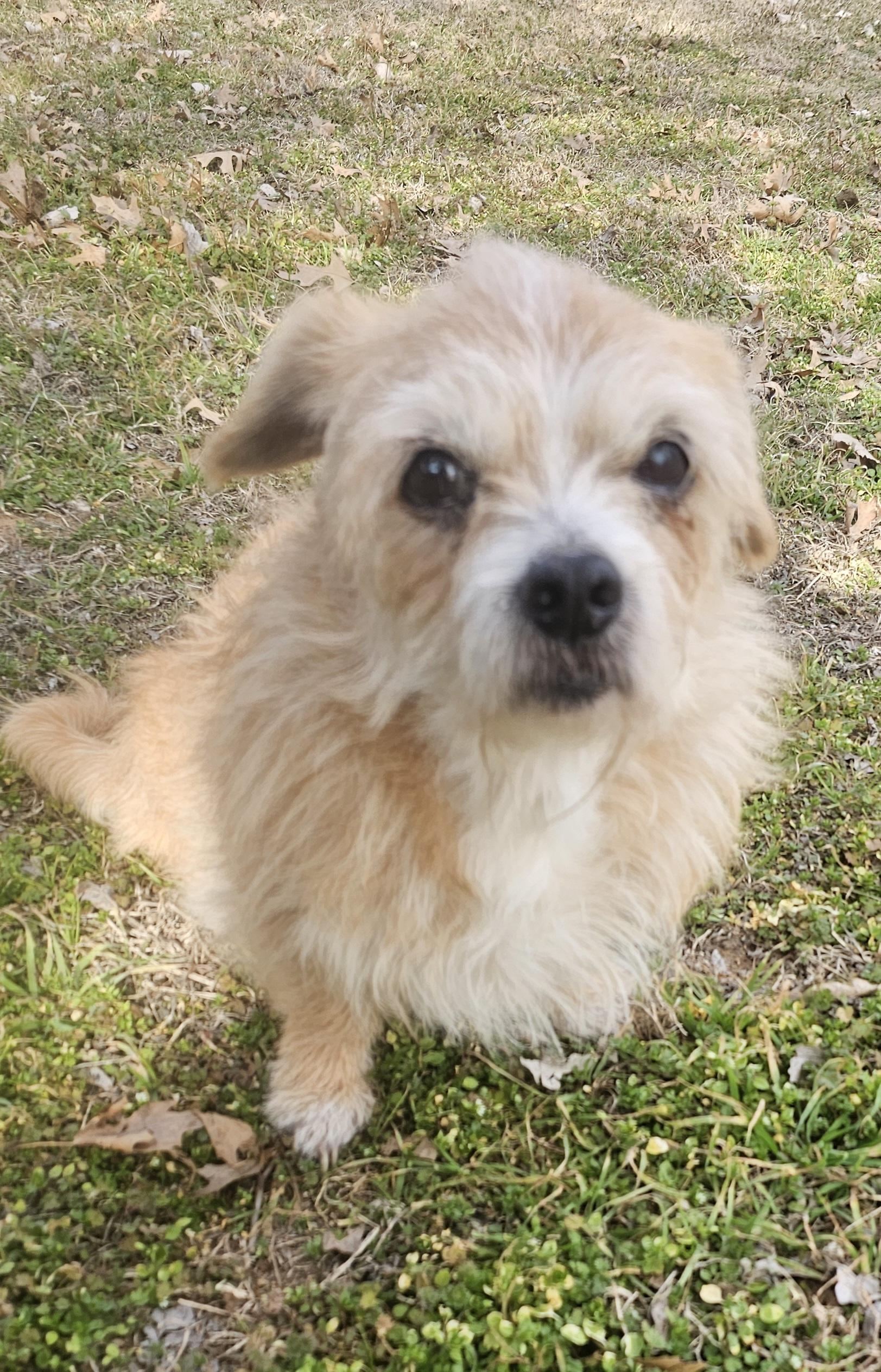 Maggie, a ADOPTABLE mixed breed in Dallas, TX image 1/5