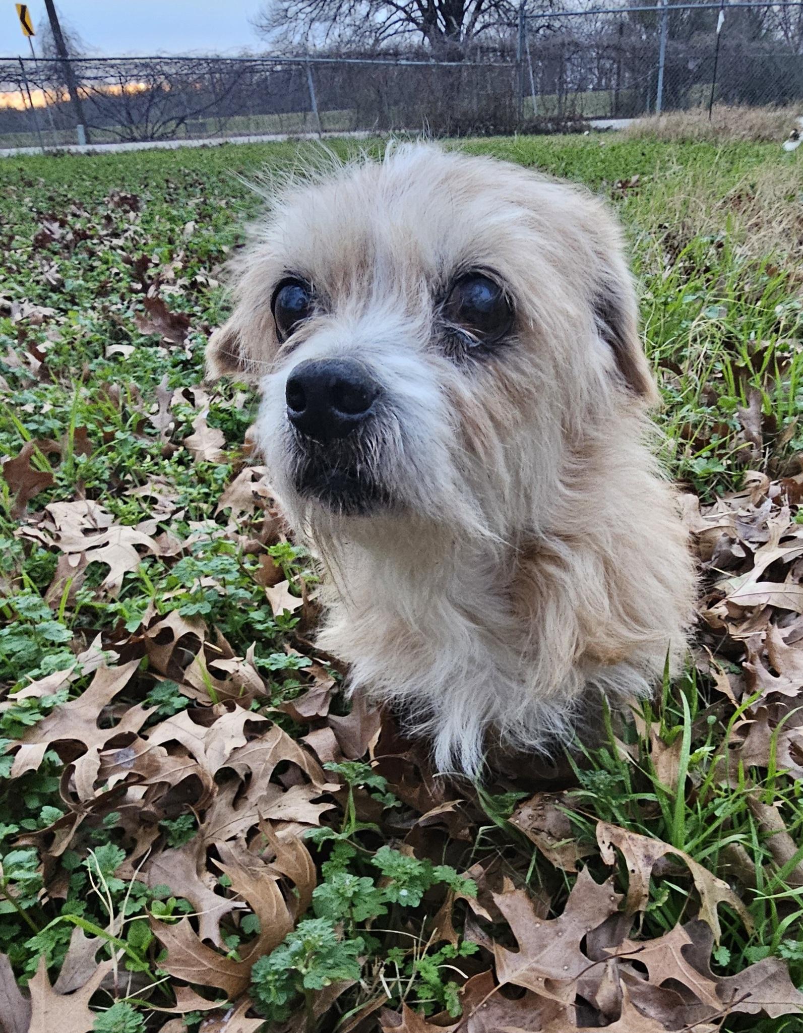 Maggie, ADOPTABLE, Senior Female Terrier.