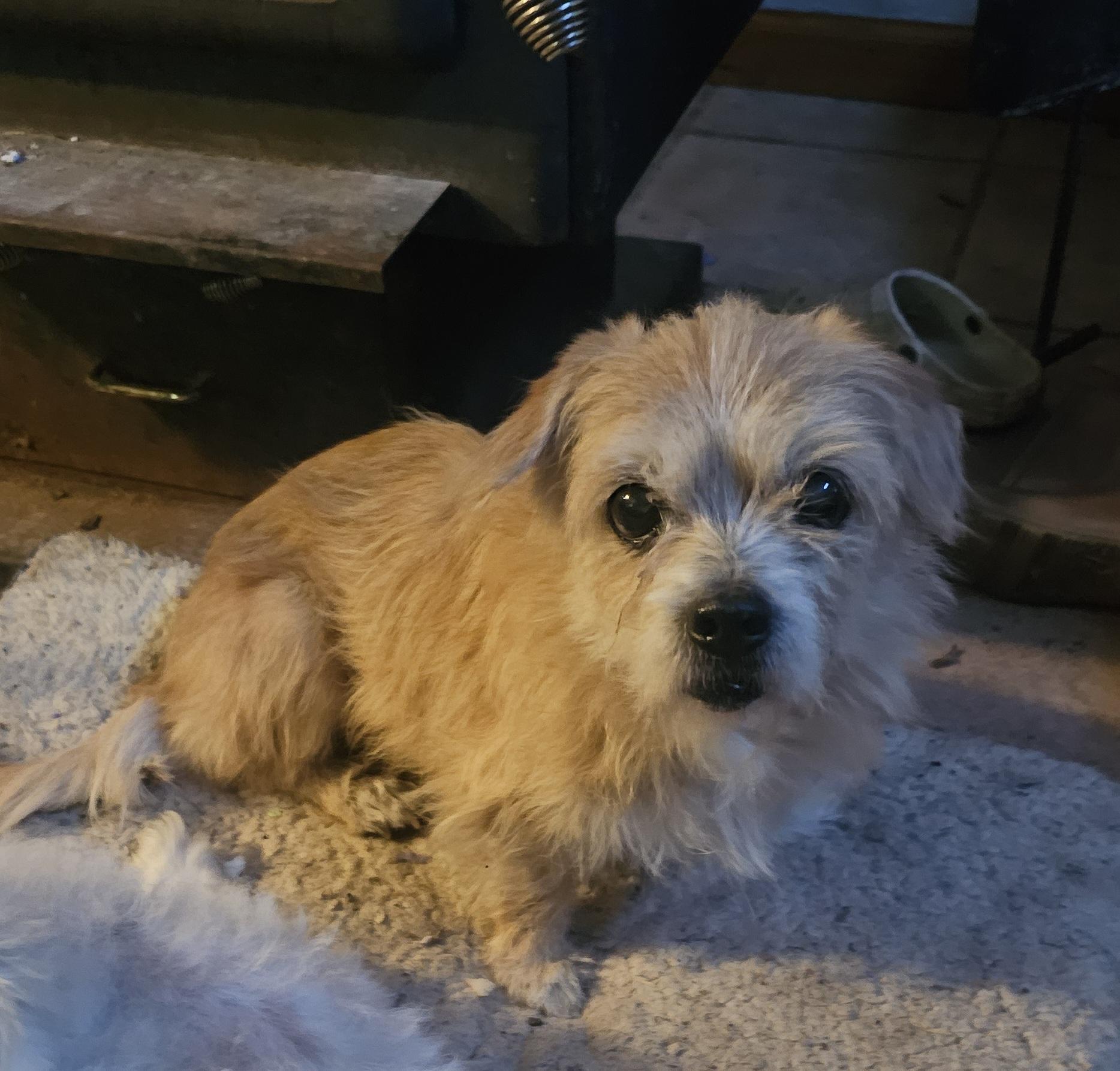 Maggie, a ADOPTABLE mixed breed in Dallas, TX image 3/5