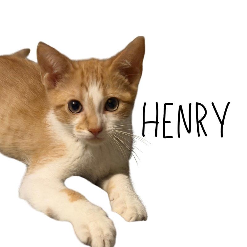 Enlarge Henry, a Adoptable mixed breed in Pineville, LA image 1/3