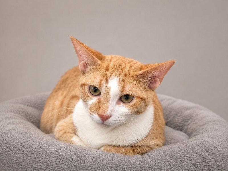 Enlarge Henry, a Adoptable mixed breed in Pineville, LA image 2/3