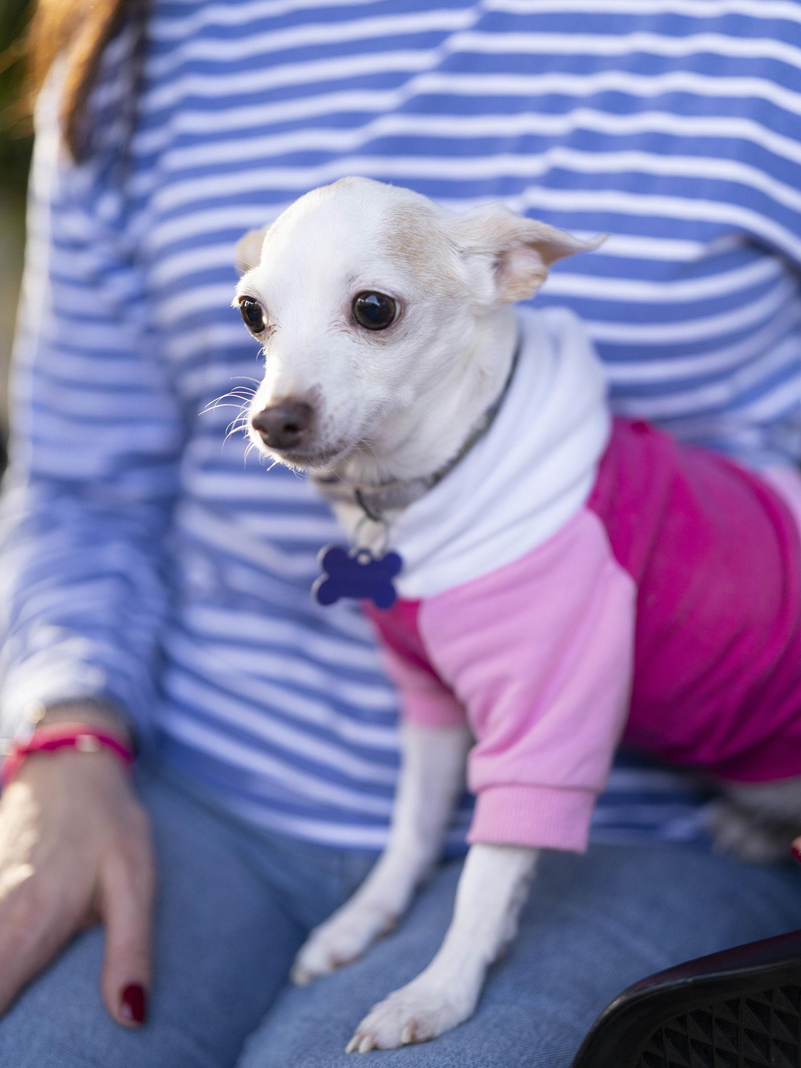 Enlarge Emily, a Adoptable Chihuahua in Charlotte, NC image 1/3