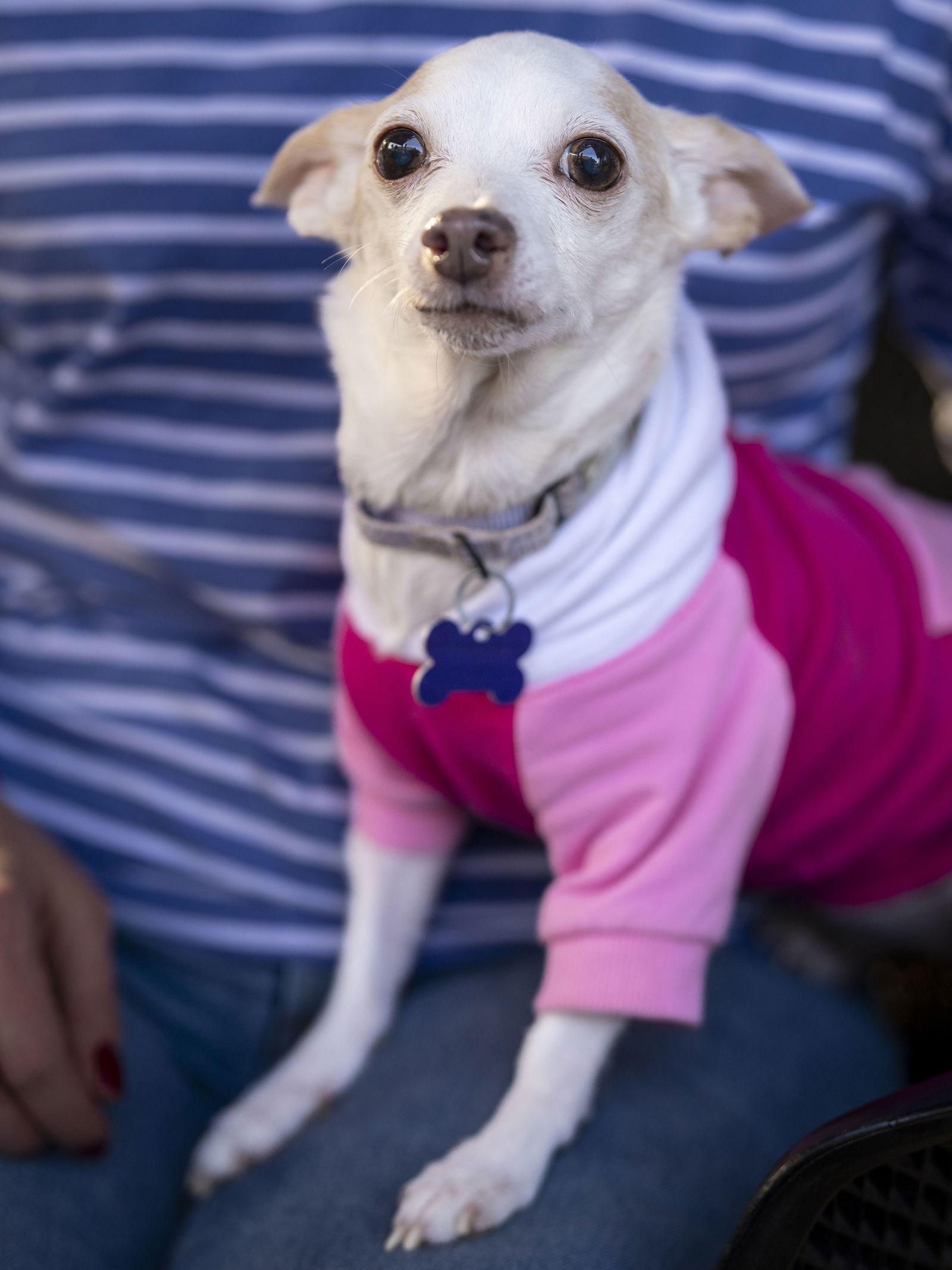 Enlarge Emily, a Adoptable Chihuahua in Charlotte, NC image 3/3