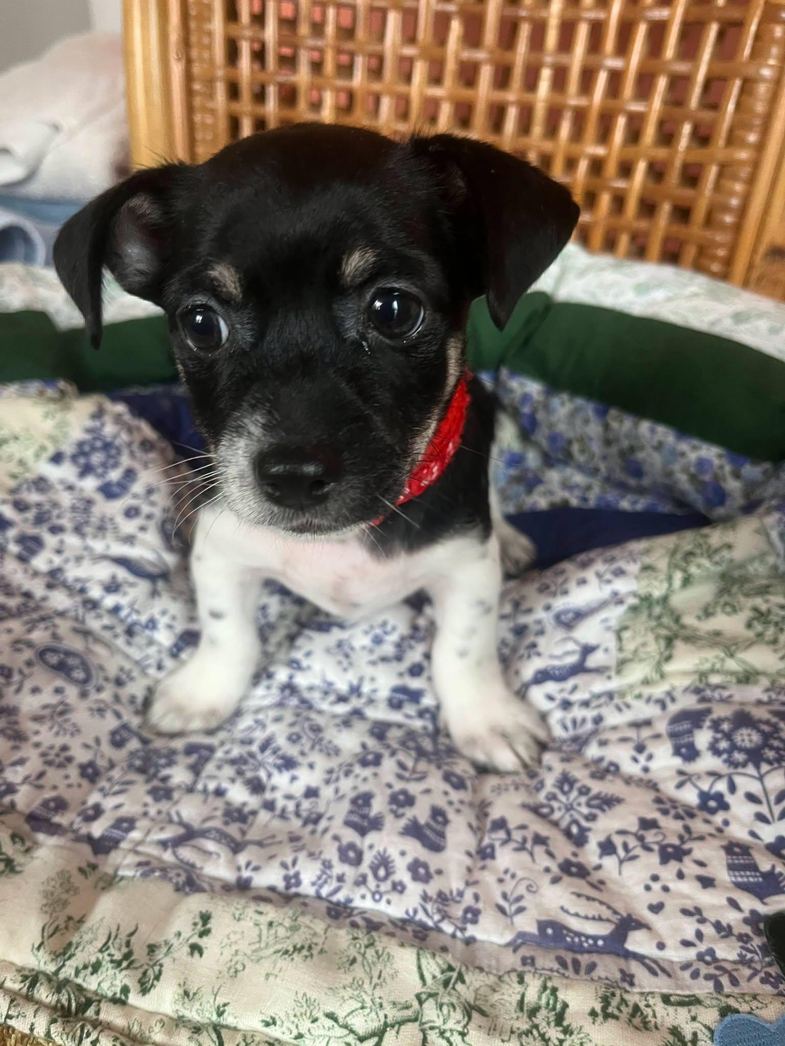 Patches, adoptable, Puppy Male Mixed Breed.