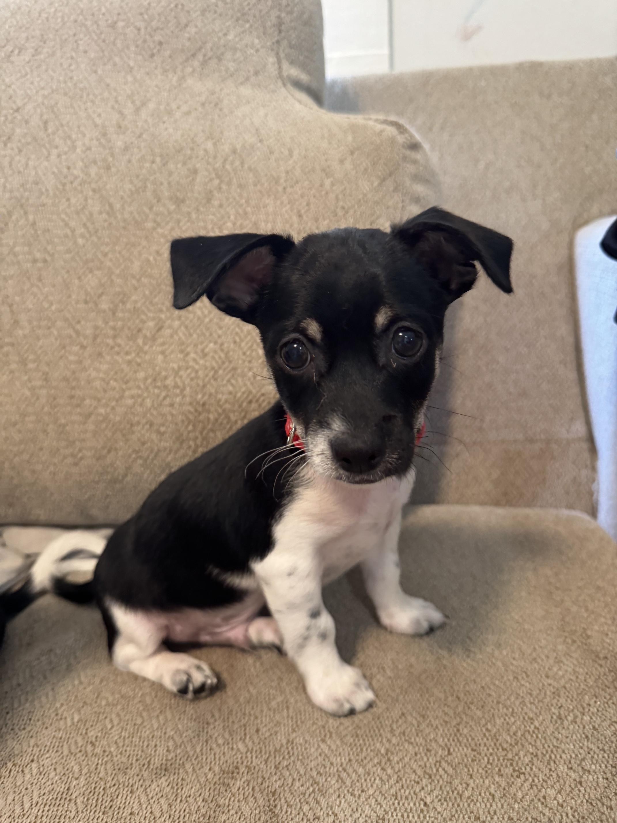 Patches, an adoptable mixed breed in Denver, NC image 2/2