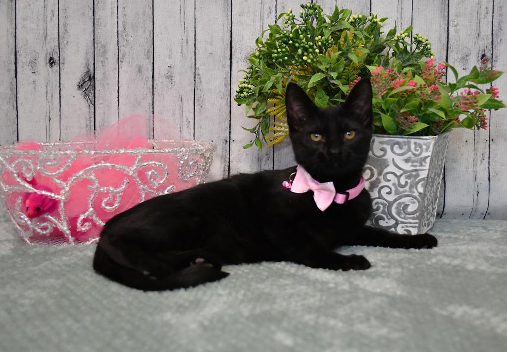 Stella, Adoptable, Kitten Female Domestic Short Hair.
