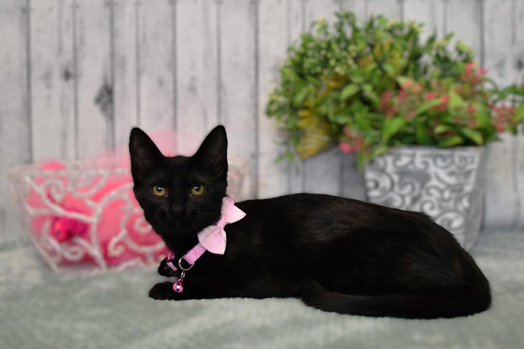 Enlarge Stella, a Adoptable mixed breed in Roanoke, TX image 2/3