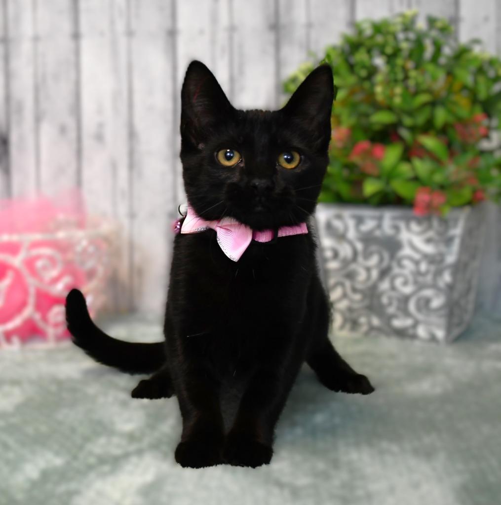 Enlarge Stella, a Adoptable mixed breed in Roanoke, TX image 3/3