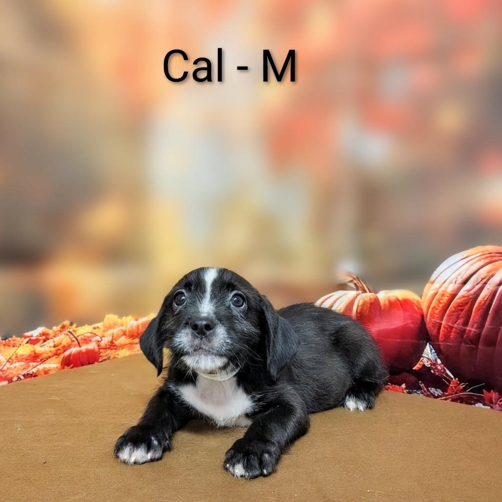 Enlarge Cal, a Adoptable mixed breed in Griswold, CT image 1/4