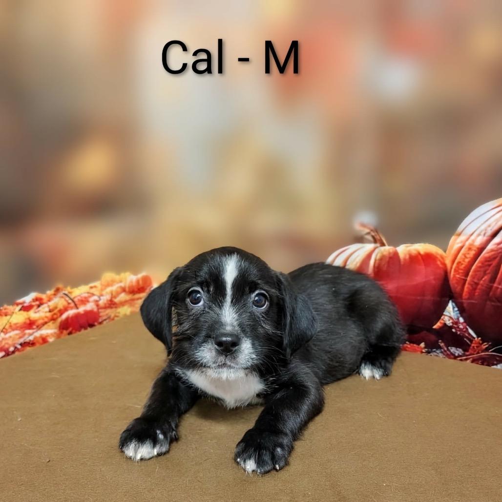 Enlarge Cal, a Adoptable mixed breed in Griswold, CT image 2/4