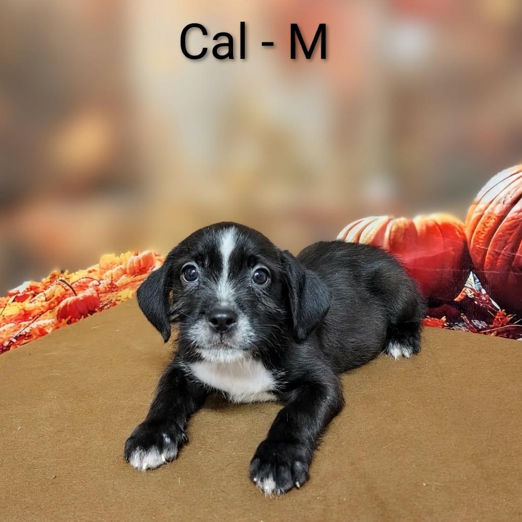 Enlarge Cal, a Adoptable mixed breed in Griswold, CT image 4/4