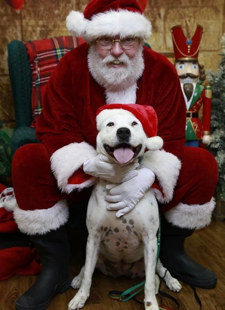Enlarge Marble, a Adoptable Pit Bull Terrier in Mesquite, TX image 1/3