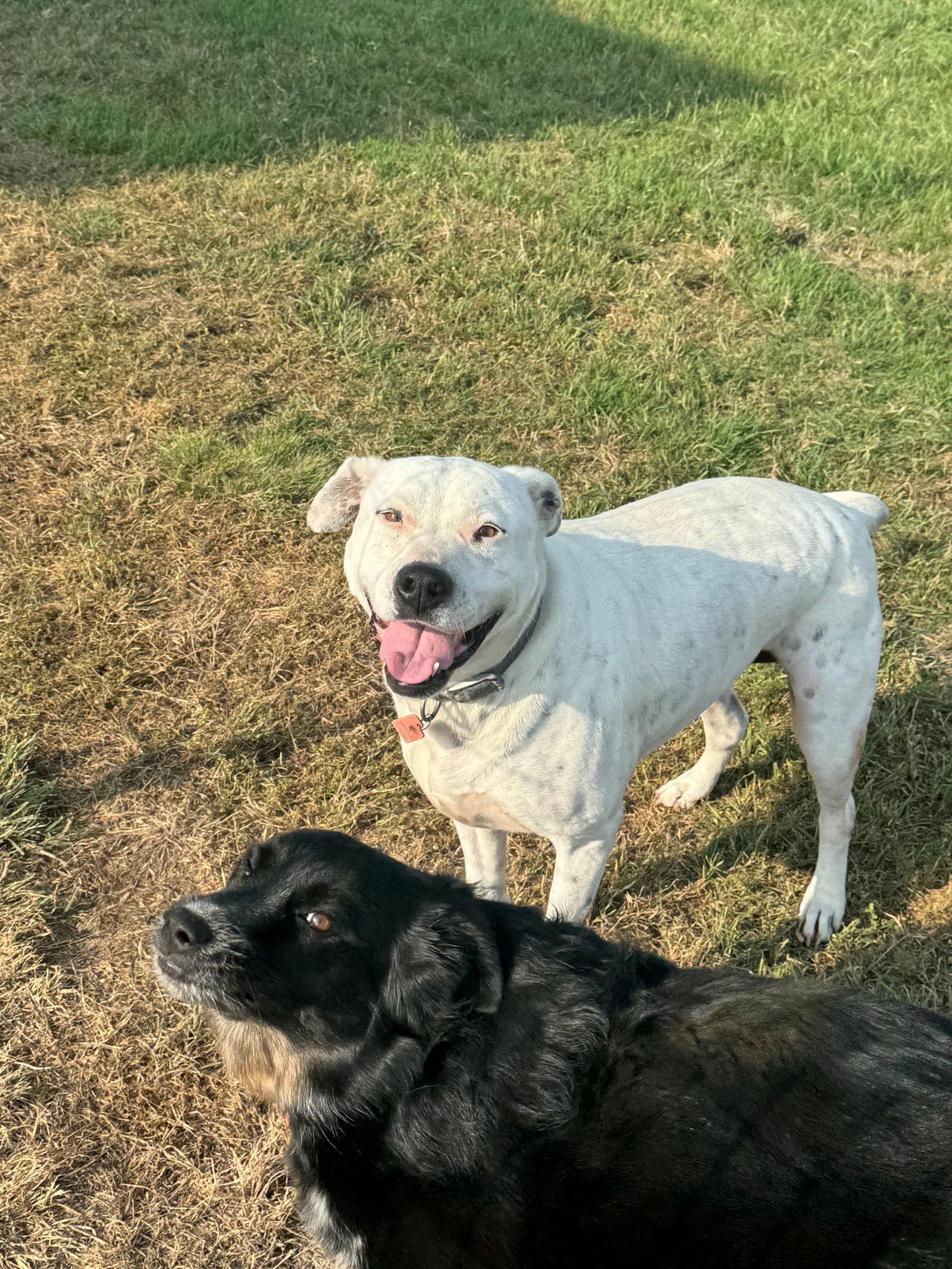 Enlarge Marble, a Adoptable Pit Bull Terrier in Mesquite, TX image 2/3