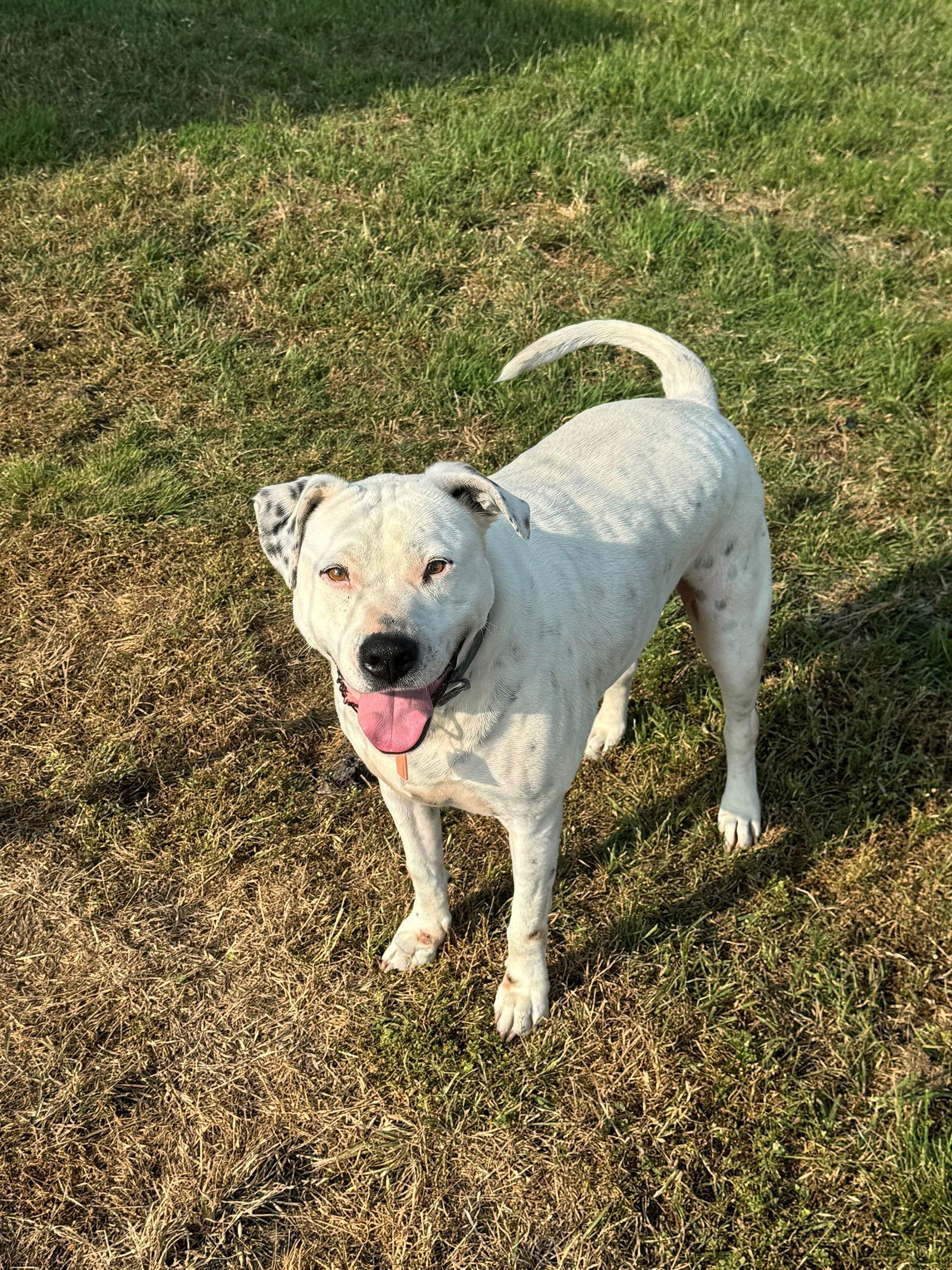 Enlarge Marble, a Adoptable Pit Bull Terrier in Mesquite, TX image 3/3