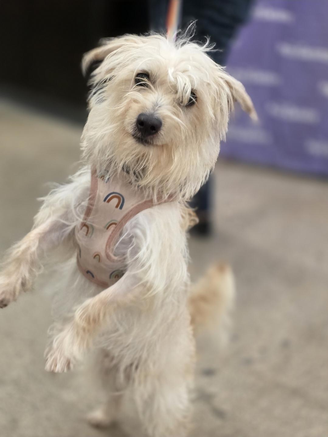 Enlarge Charlie, a Adoptable mixed breed in White Bear Lake, MN image 2/4