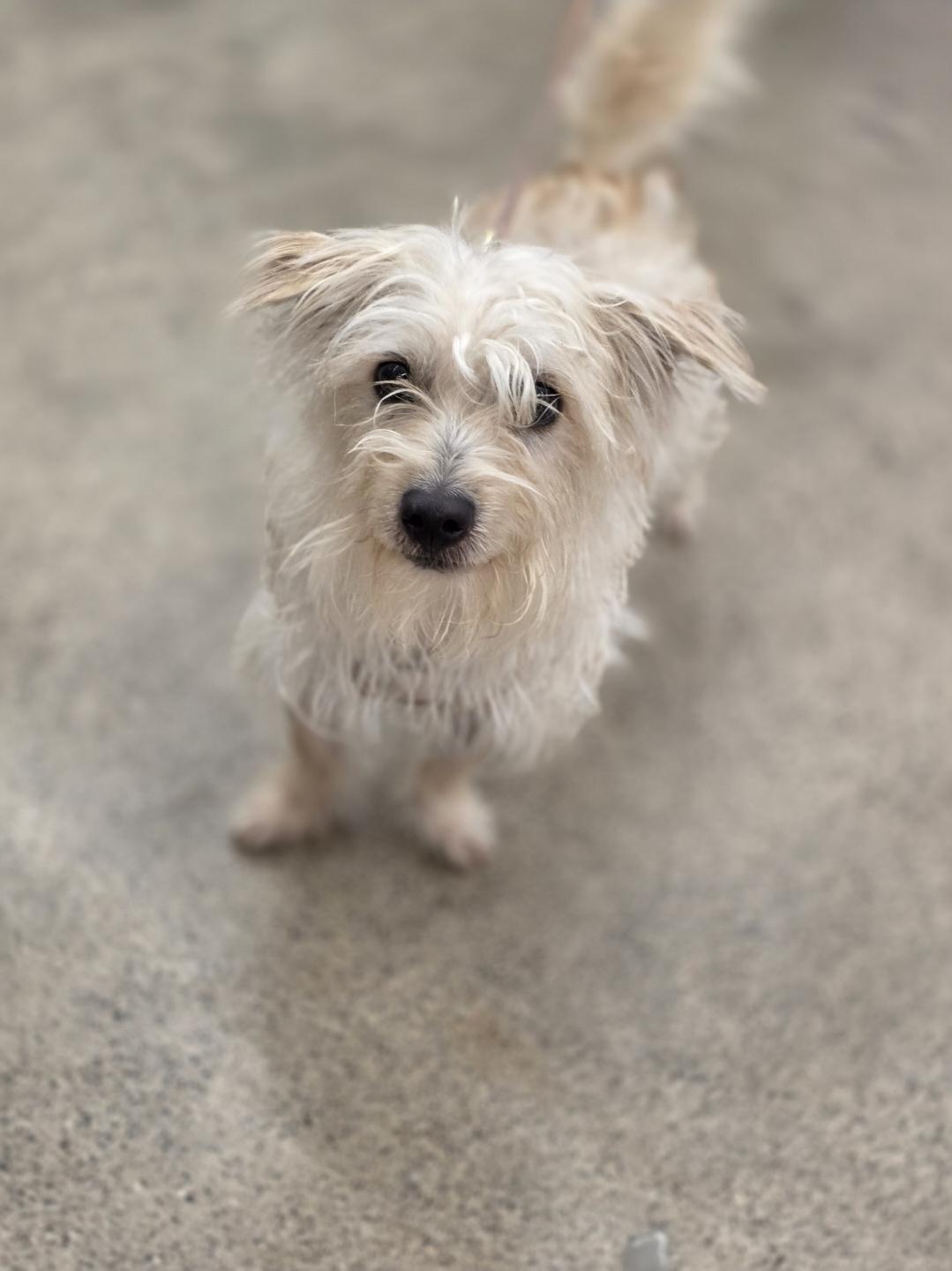 Enlarge Charlie, a Adoptable mixed breed in White Bear Lake, MN image 4/4