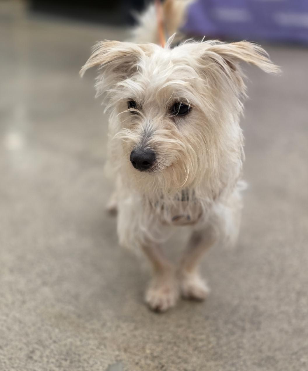 Charlie, Adoptable, Adult Male Wire Fox Terrier & Jack Russell Terrier.