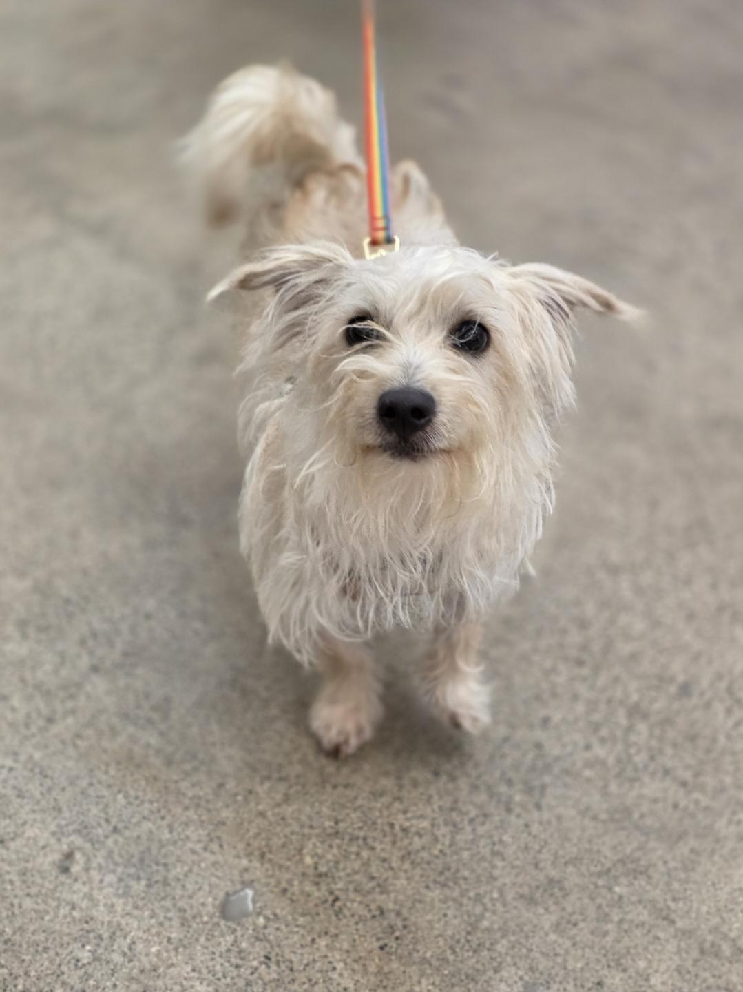 Enlarge Charlie, a Adoptable mixed breed in White Bear Lake, MN image 3/4