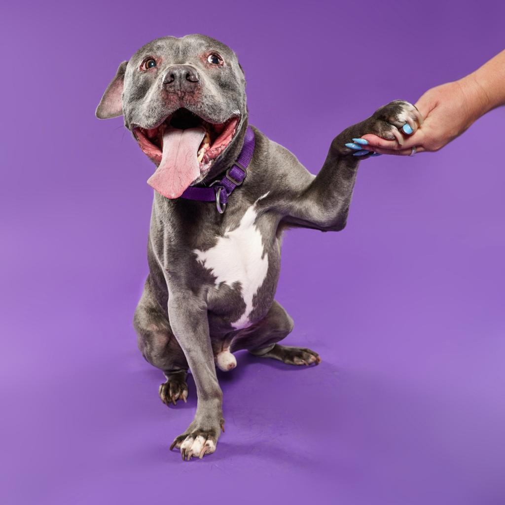 Enlarge Balue, a Adoptable Pit Bull Terrier in Los Angeles, CA image 1/6