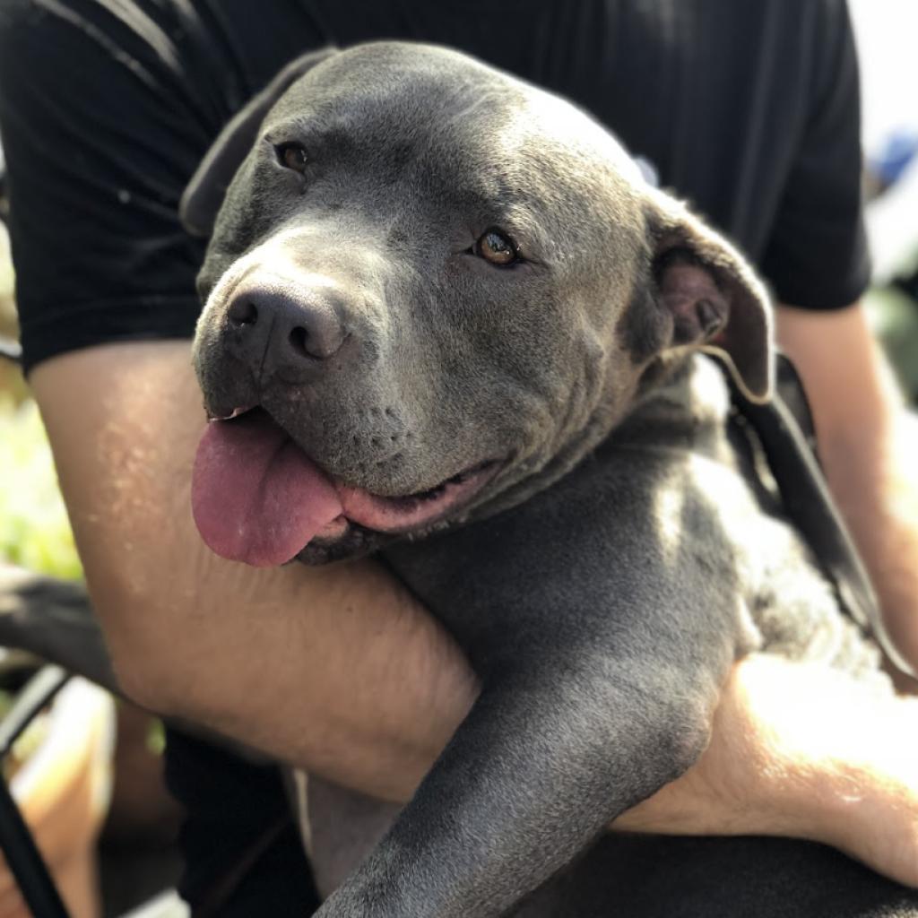 Enlarge Balue, a Adoptable Pit Bull Terrier in Los Angeles, CA image 2/6