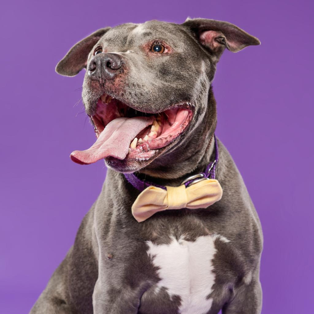 Enlarge Balue, a Adoptable Pit Bull Terrier in Los Angeles, CA image 3/6