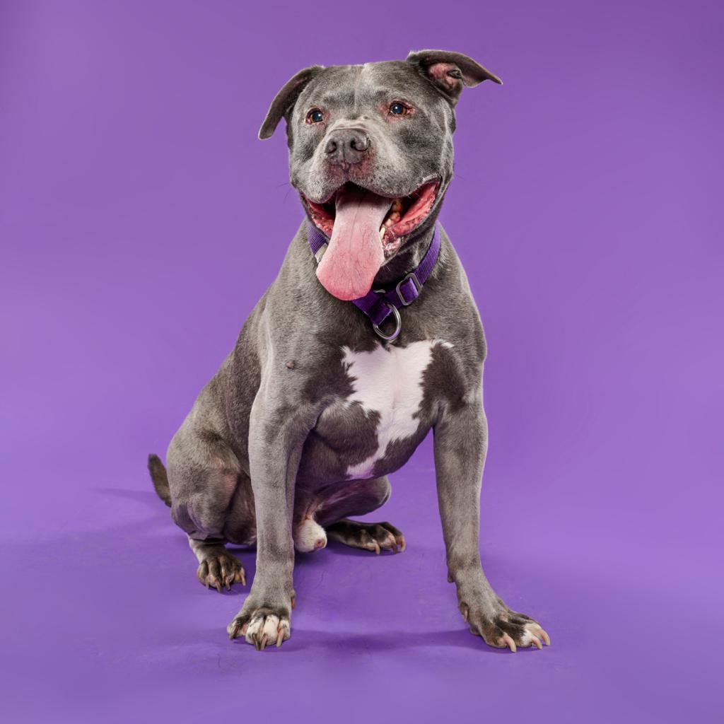 Enlarge Balue, a Adoptable Pit Bull Terrier in Los Angeles, CA image 4/6