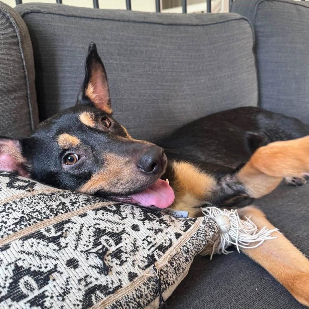 Trinity, Adoptable, Young Female Shepherd.