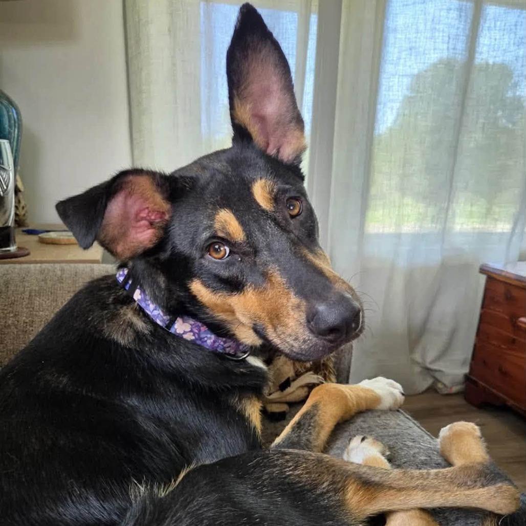 Enlarge Trinity, a Adoptable Shepherd in Pittsburgh, PA image 2/6