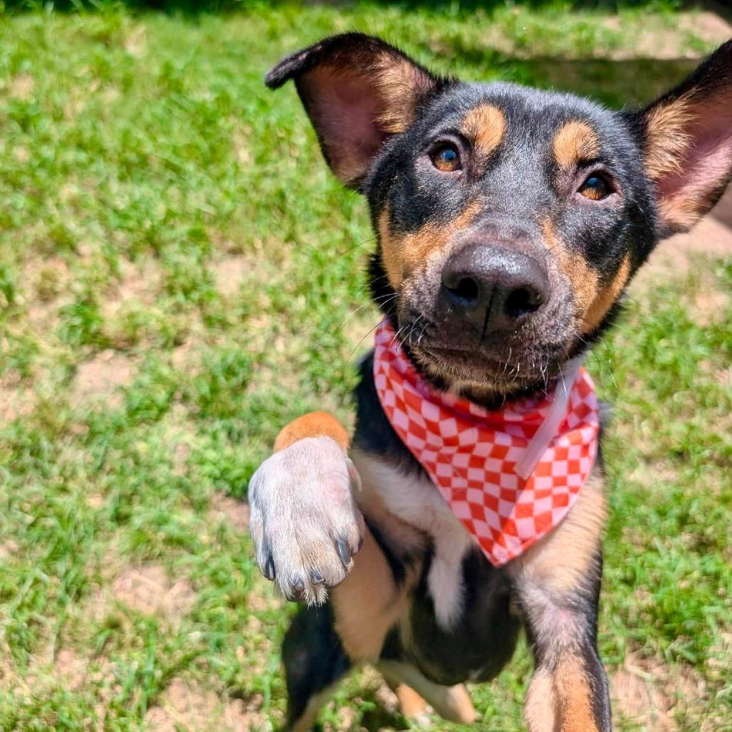 Trinity, Adoptable, Young Female Shepherd.