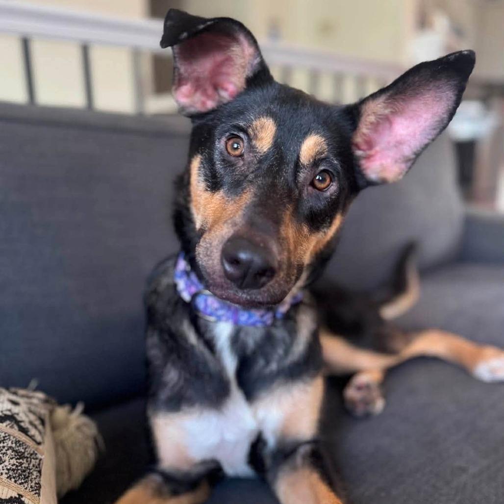 Enlarge Trinity, a Adoptable Shepherd in Pittsburgh, PA image 6/6