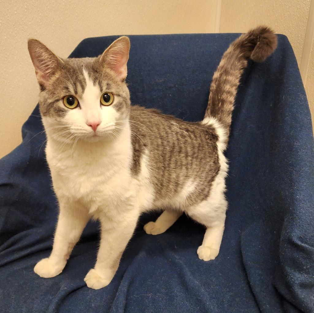 Enlarge Mr. Kitty, a Adoptable mixed breed in Superior, WI image 1/1