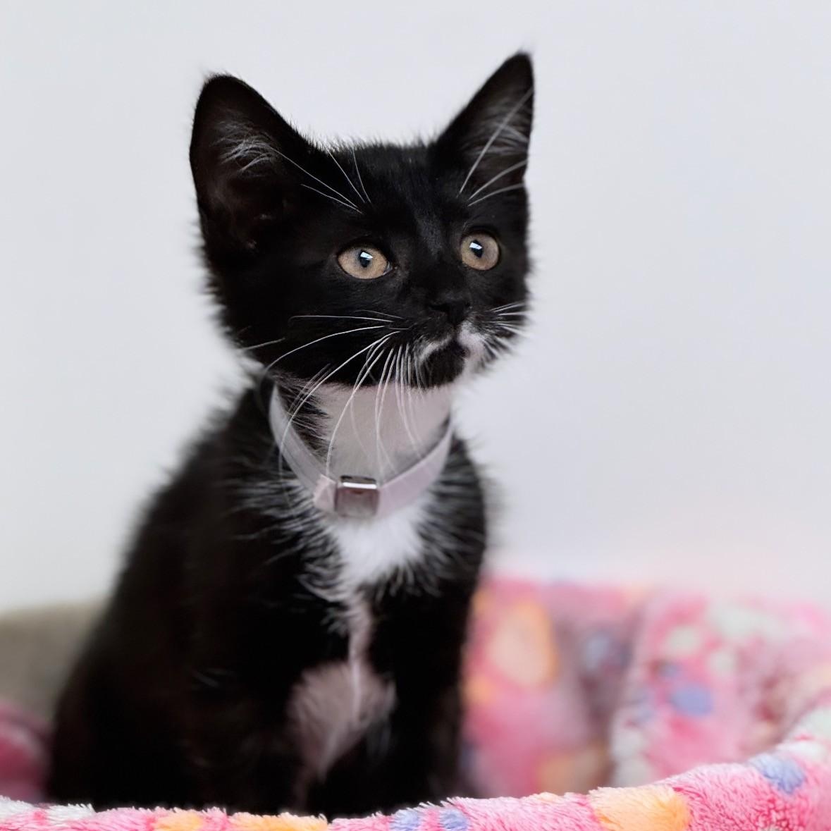 Cat Gpt, ADOPTABLE, Young Female Domestic Short Hair.
