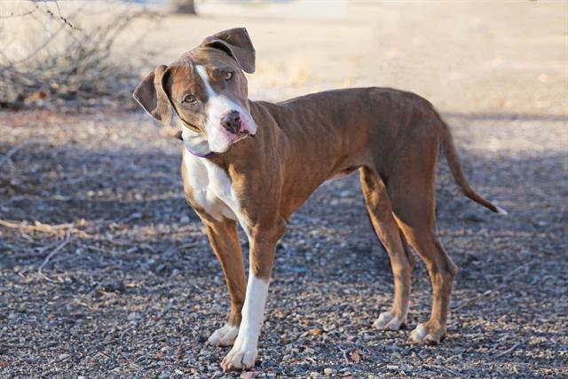 LOLI, Adoptable, Young Female Pit Bull Terrier & Mixed Breed.