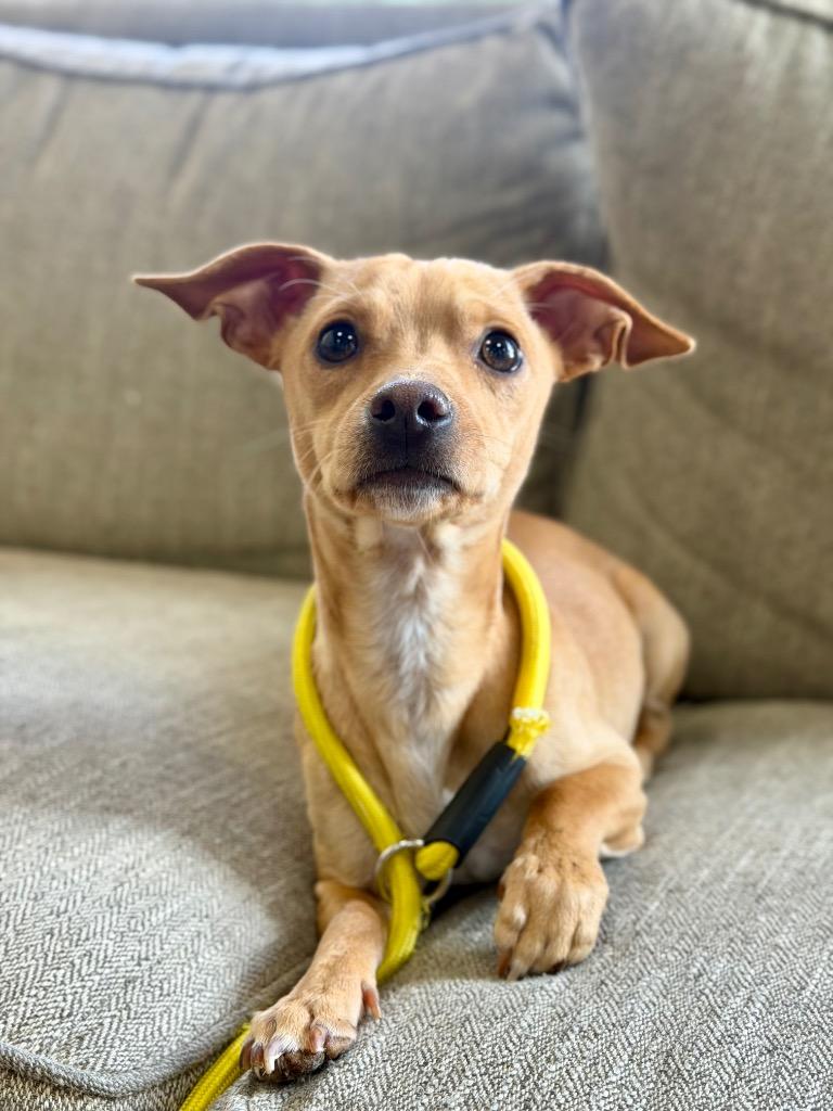 Curtis, Adoptable, Young Male Mixed Breed.